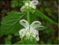 Lamium_flexuosum8252