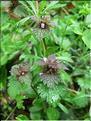 Lamium_hybridum8246