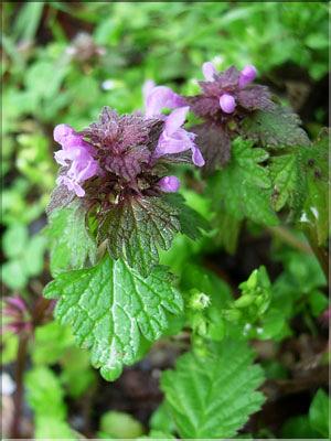 Lamium_hybridum8251