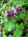 Lamium_hybridum8251