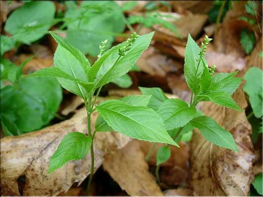 Mercurialis_perennis8266