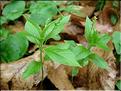 Mercurialis_perennis8266