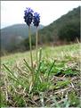Muscari_neglectum8318