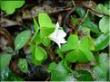 Oxalis_acetosella8263