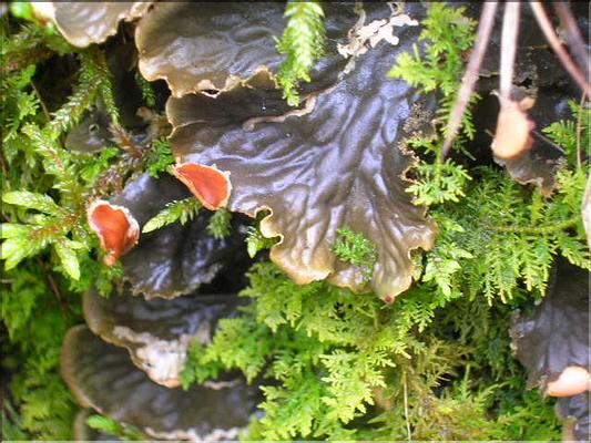 Peltigera4784