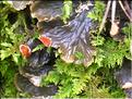 Peltigera4784