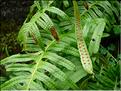 Polypodium_cambricum8253