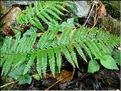 Polystichum_setiferum8257