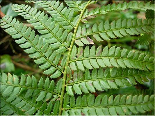 Polystichum_setiferum8258