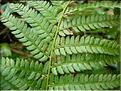 Polystichum_setiferum8258