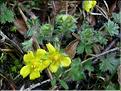 Potentilla_neumann8241