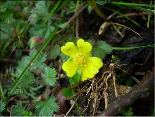 Potentilla_neumann8242