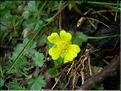 Potentilla_neumann8242