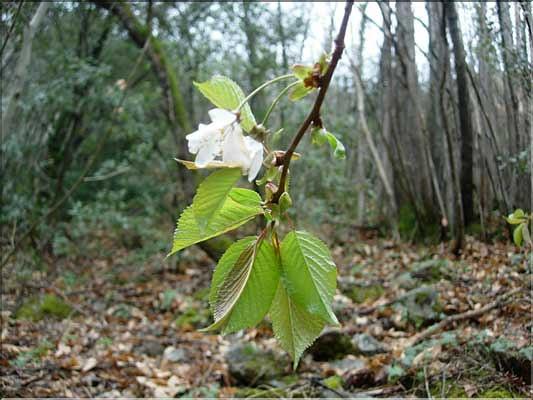Prunus_avium8273