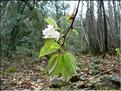 Prunus_avium8273