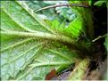 Ramonda_mycon8281