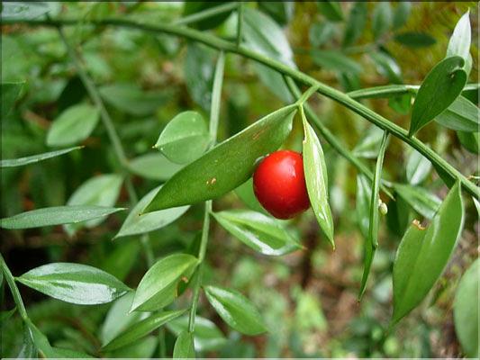 Ruscus_aculeatus8259