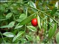 Ruscus_aculeatus8259