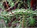 Sedum_rupestre8275