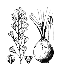 Bellevalia romana